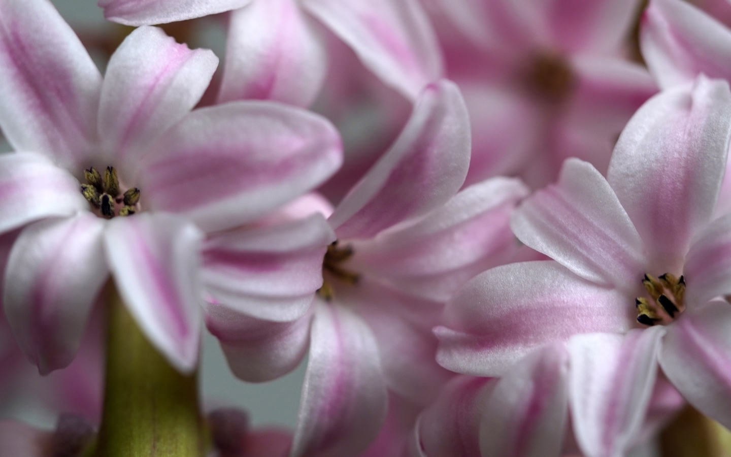 Розовые цветы гиацинта крупным планом