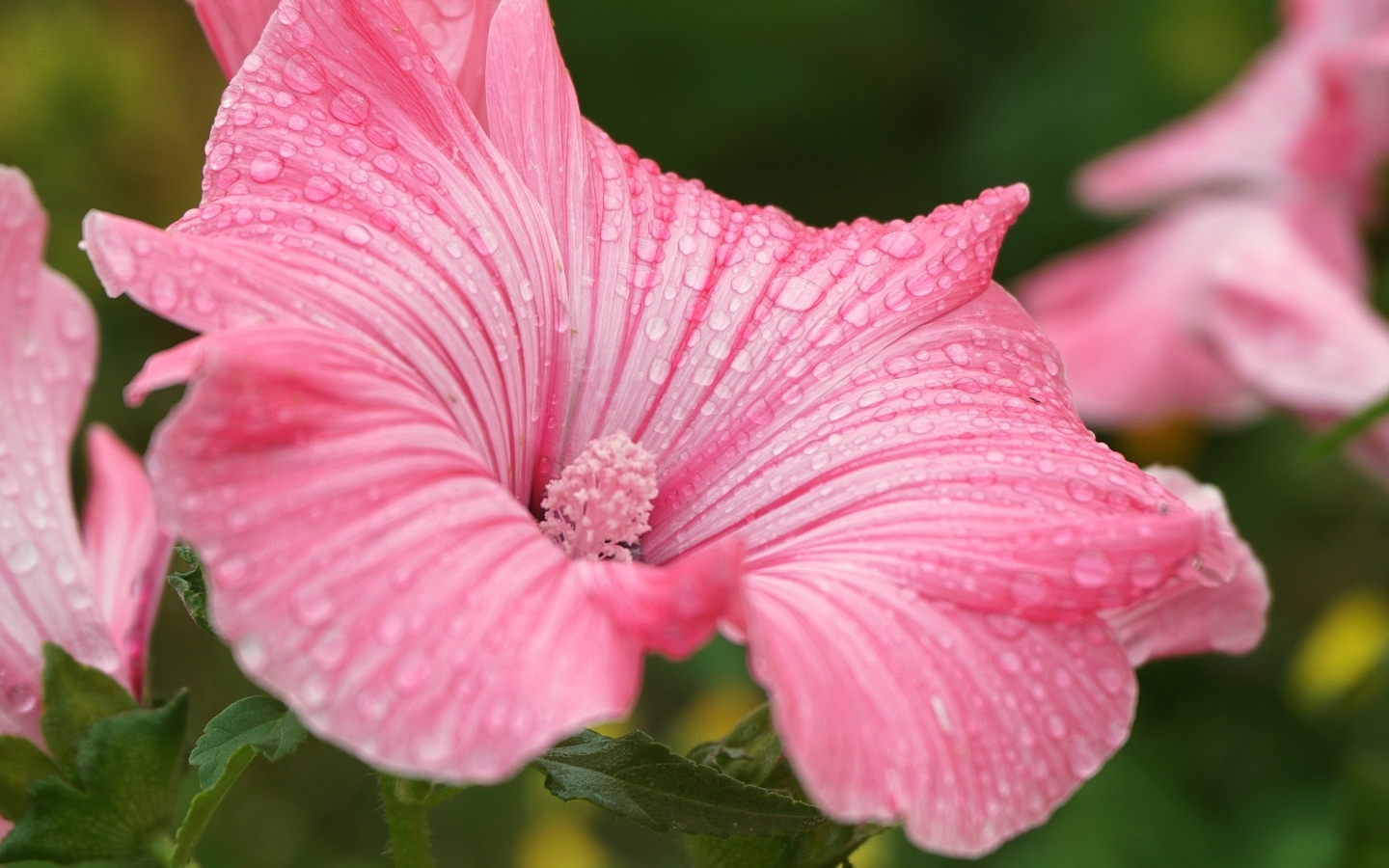 Розовый цветок лаватера