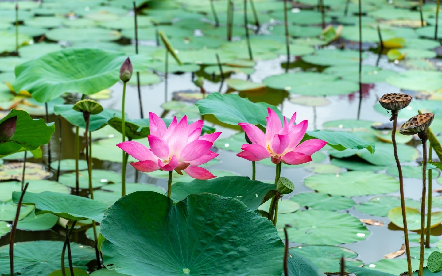 Розовые лотосы с большими зелеными листьями в воде