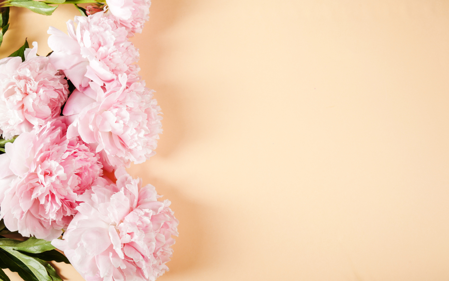 Розовые пионы на бежевом фоне,  шаблон 