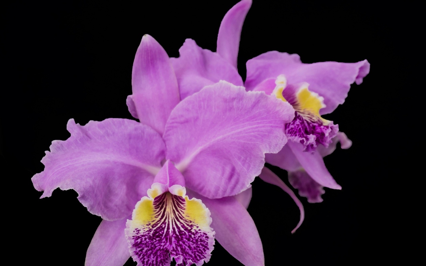 Розовые сорванные цветы орхидеи на черном фоне
