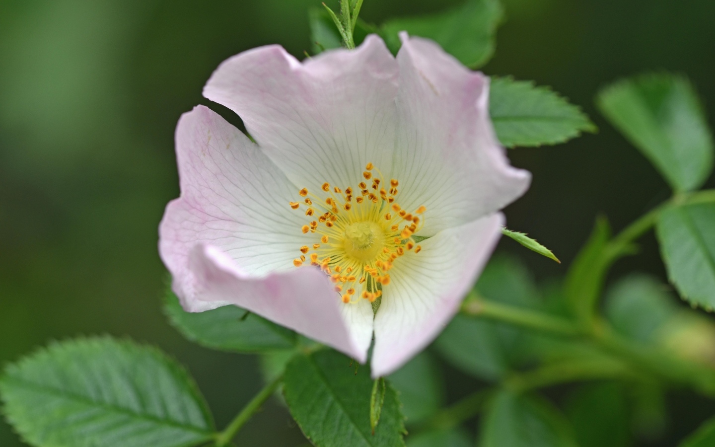 Розовый цветок шиповника с зелеными листьями крупным планом