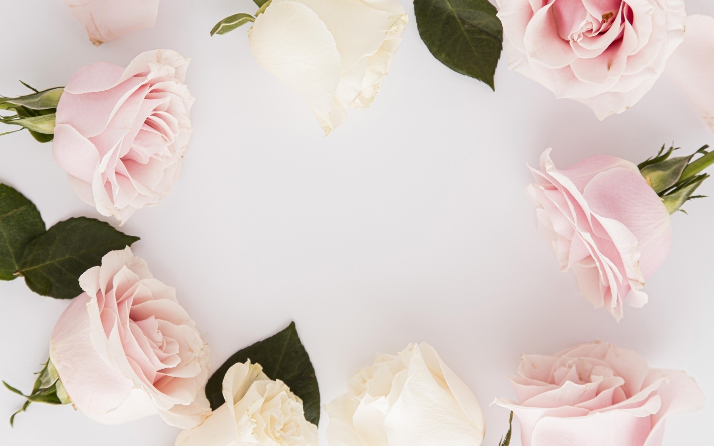 Розовые розы на сером фоне, шаблон для открытки