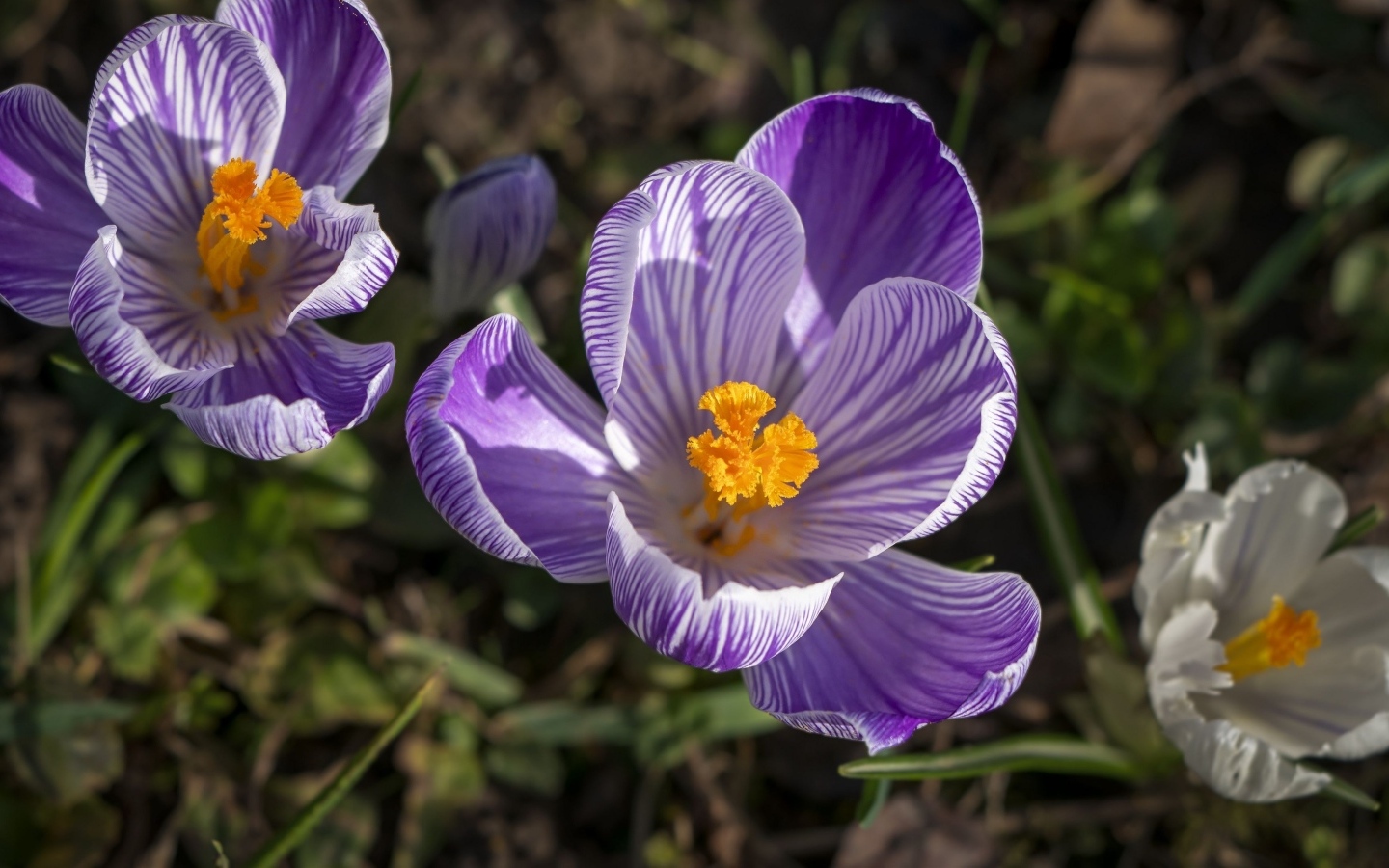 Фиолетовые и белые крокусы в лучах солнца