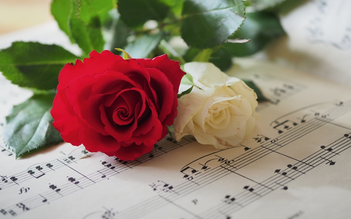 Красная и белая розы лежат на нотной тетради