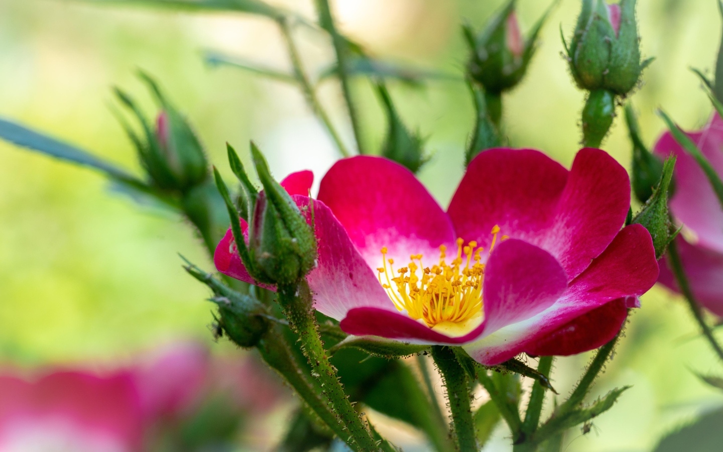 Красная бордюрная роза с бутонами
