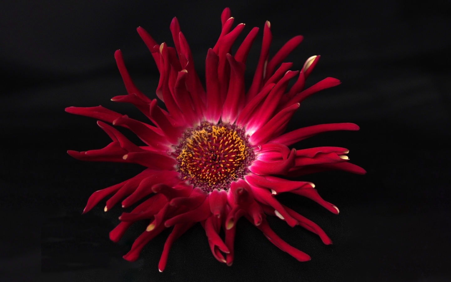 Красный цветок георгина с острыми лепестками на черном фоне