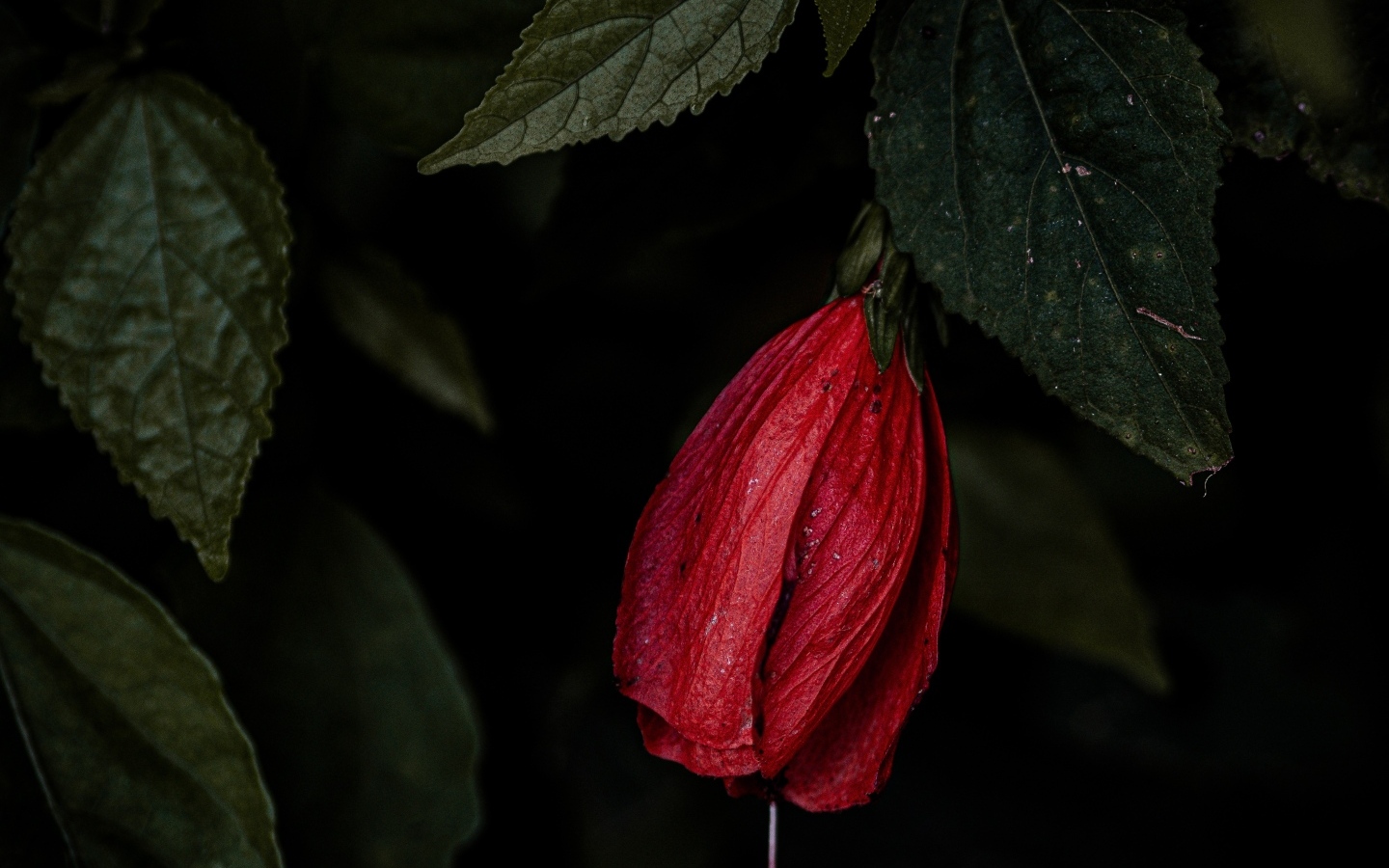 Красный цветок гибискуса в зеленых листьях