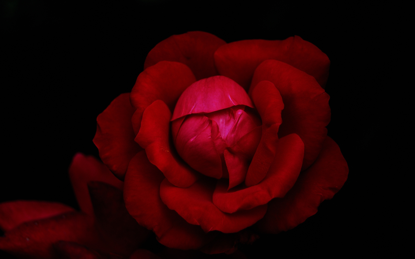 Красная роза в темноте черного фона