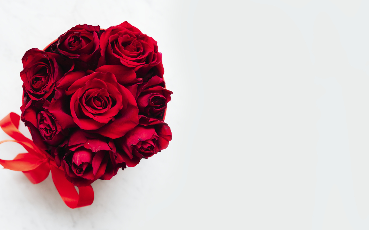 Красные розы в бантом из ленты на белом фоне