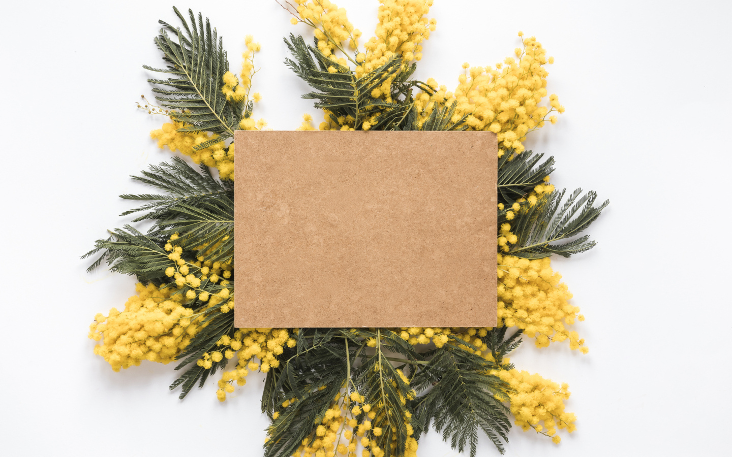 Лист бумаги с ветками мимозы на белом фоне