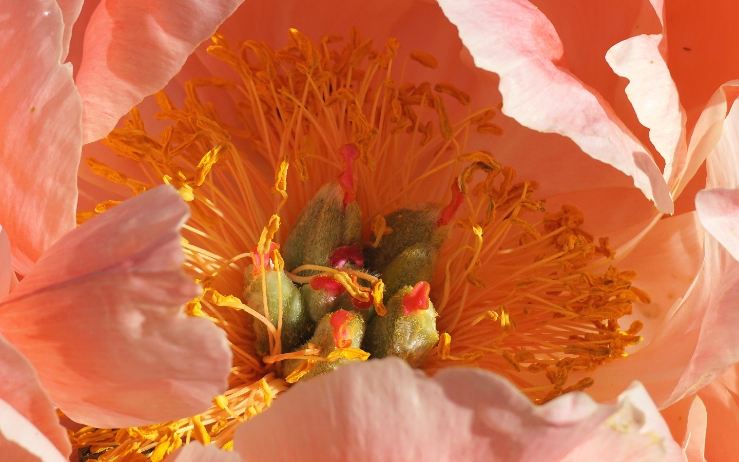 Серединка розового цветка пиона