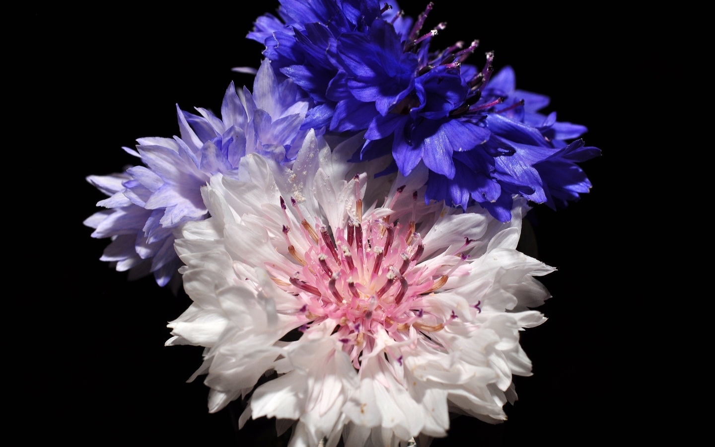 Три разноцветных василька на черном фоне