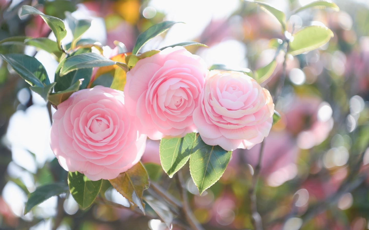 Три розовых цветка магнолии на ветках  