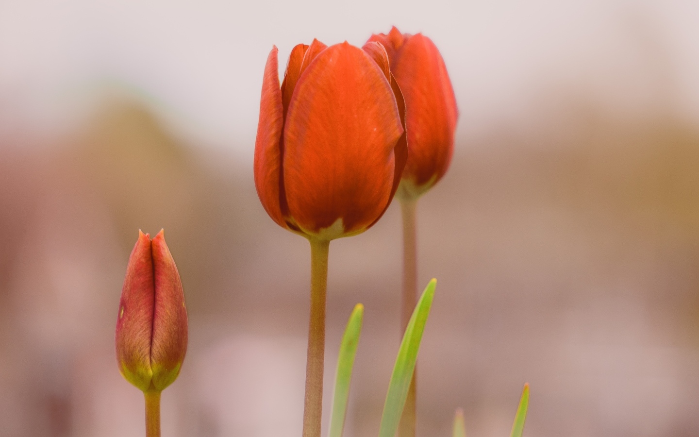 Три красных тюльпана на коричневом фоне