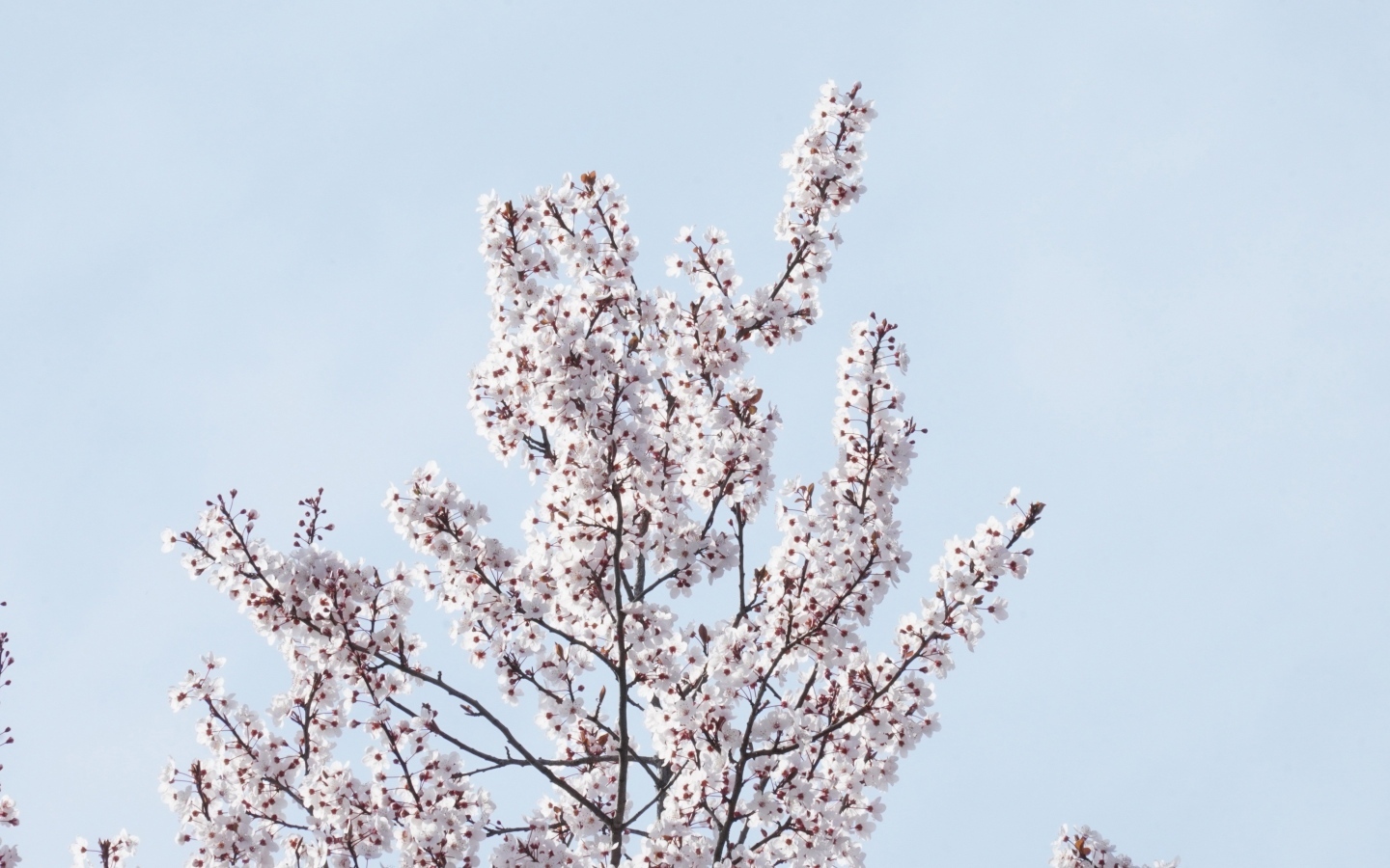 Дерево покрыто цветами на фоне голубого неба