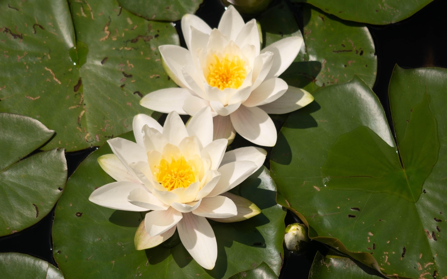 Два цветка водяной лилии с большими зелеными листьями в пруду