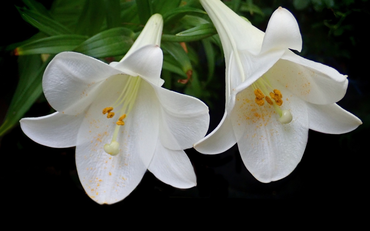 Две белые лилии в желтой пыльце на черном фоне