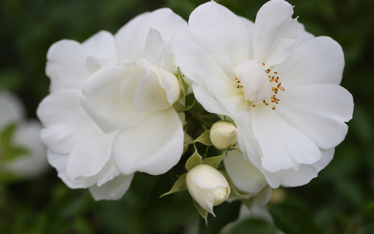 Две белые розы с бутонами крупным планом