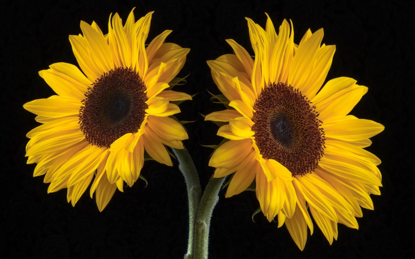 Два желтых подсолнуха на черном фоне