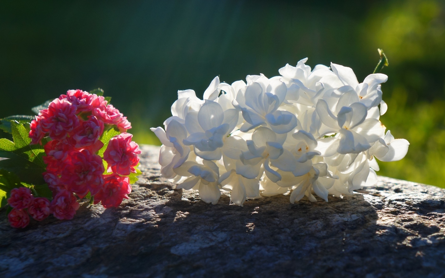 Белый и розовый цветок лежат на камне