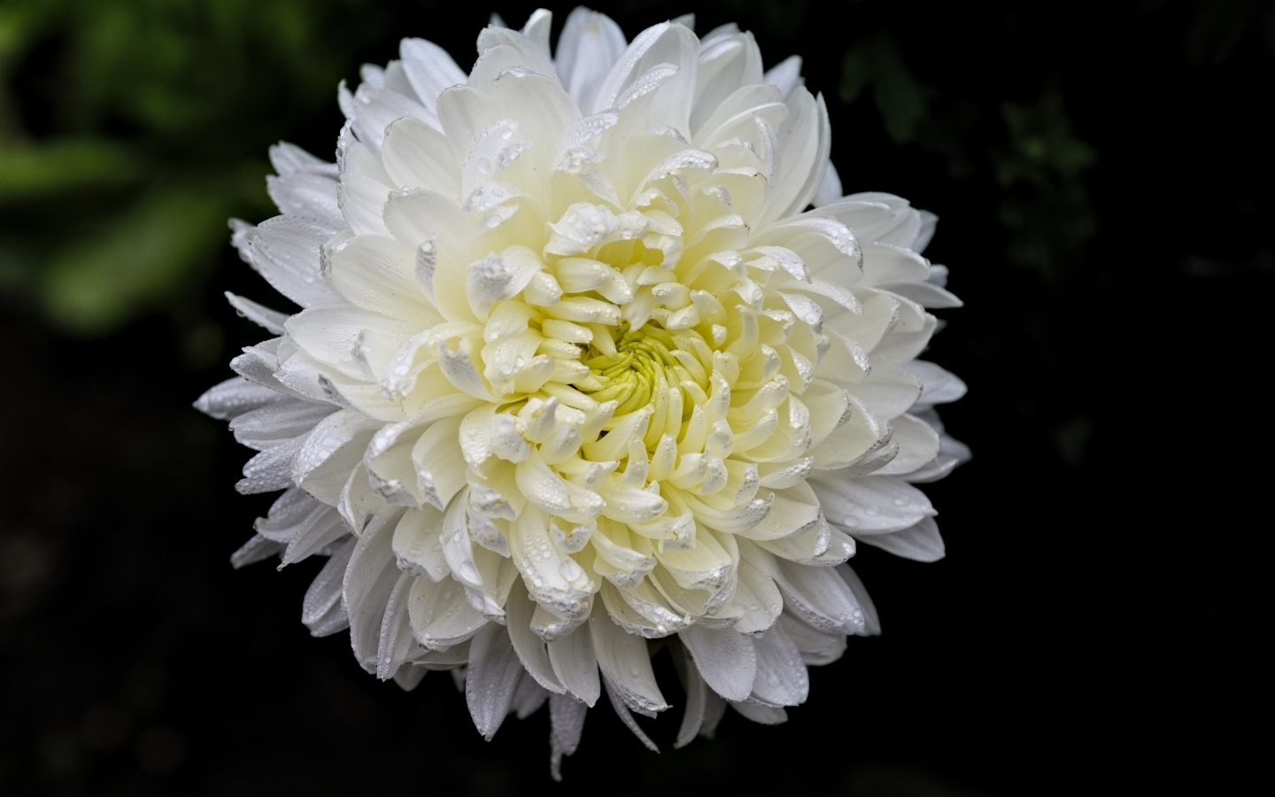 Белый цветок хризантемы в каплях росы