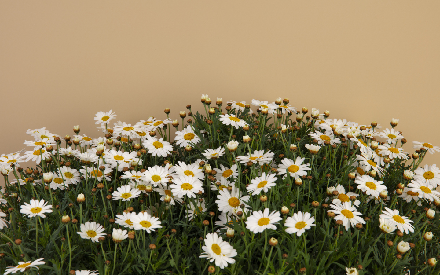 Белые маленькие ромашки на коричневом фоне