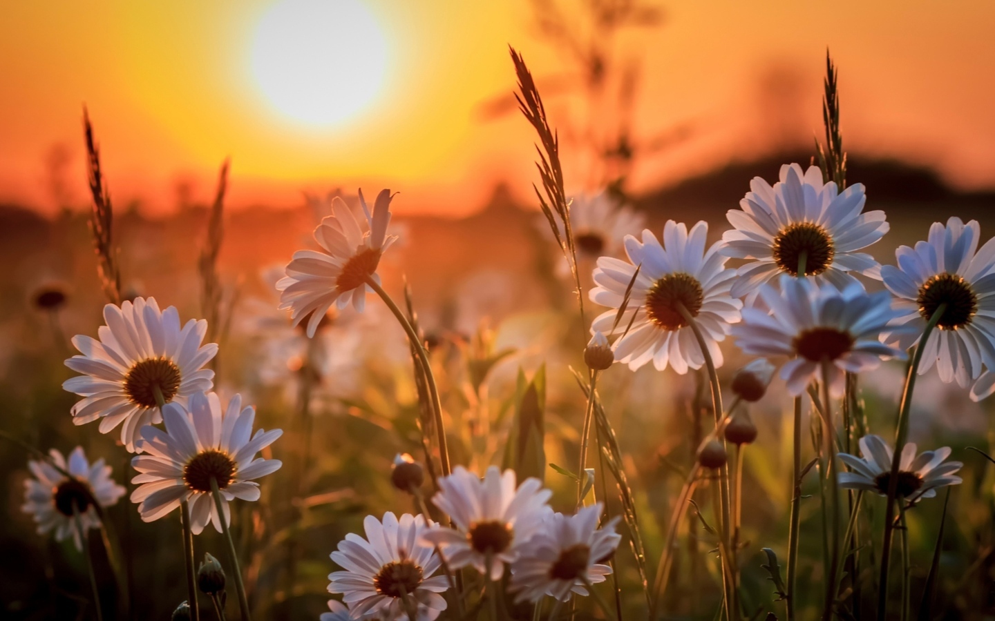 Белые нежные ромашки на рассвете в поле