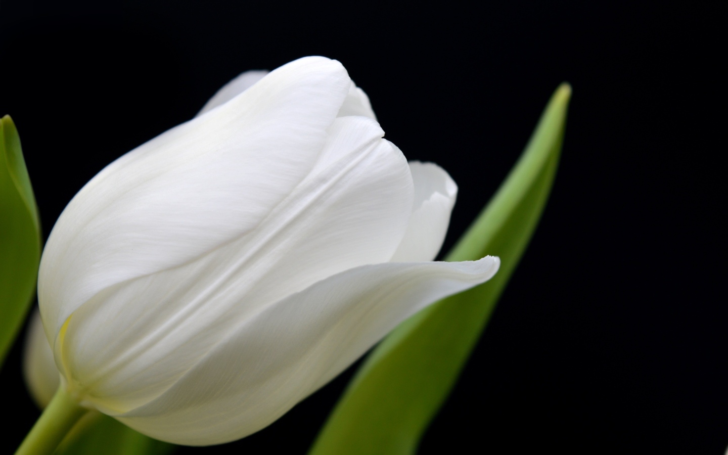 Белый тюльпан с тонкими лепестками на черном фоне