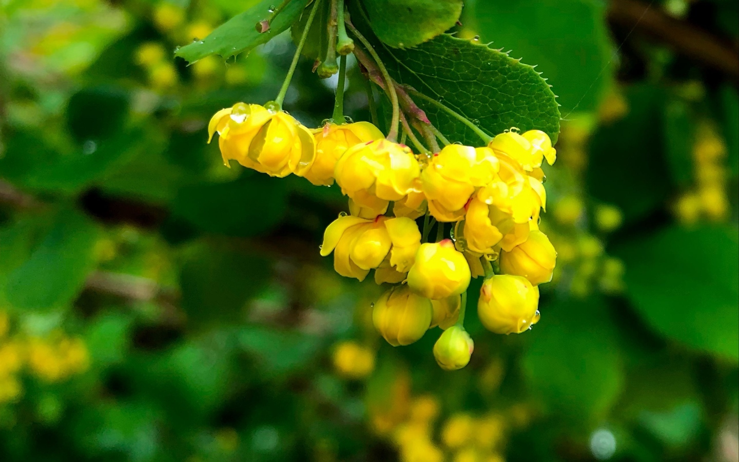 Желтые цветы барбариса в каплях воды крупным планом