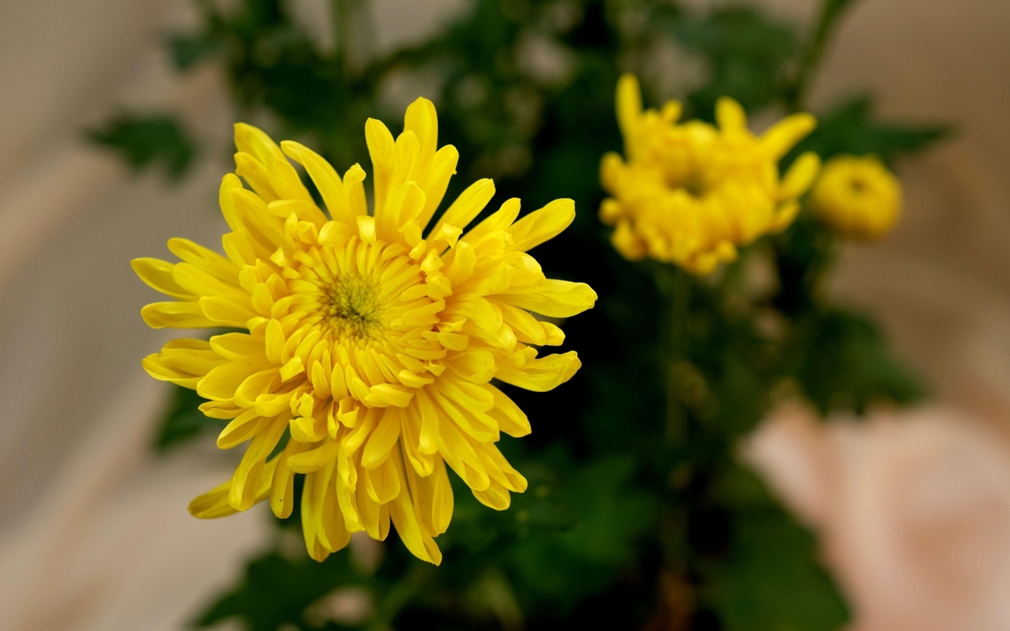 Желтый цветок хризантемы с бутонами