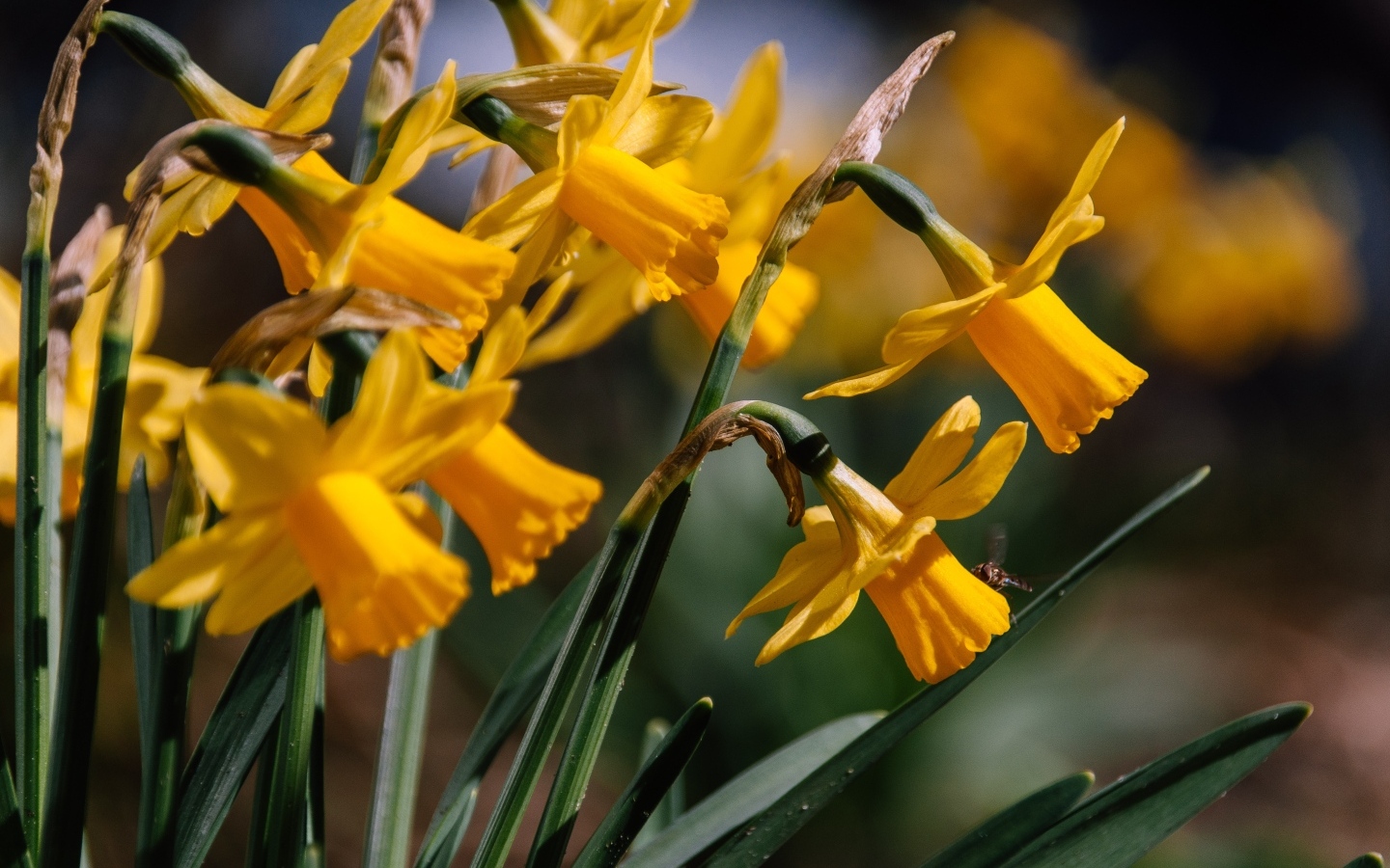 Желтые нарциссы в лучах солнца на клумбе