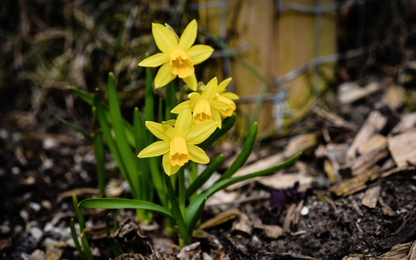 Желтые нарциссы с зелеными листьями на земле весной