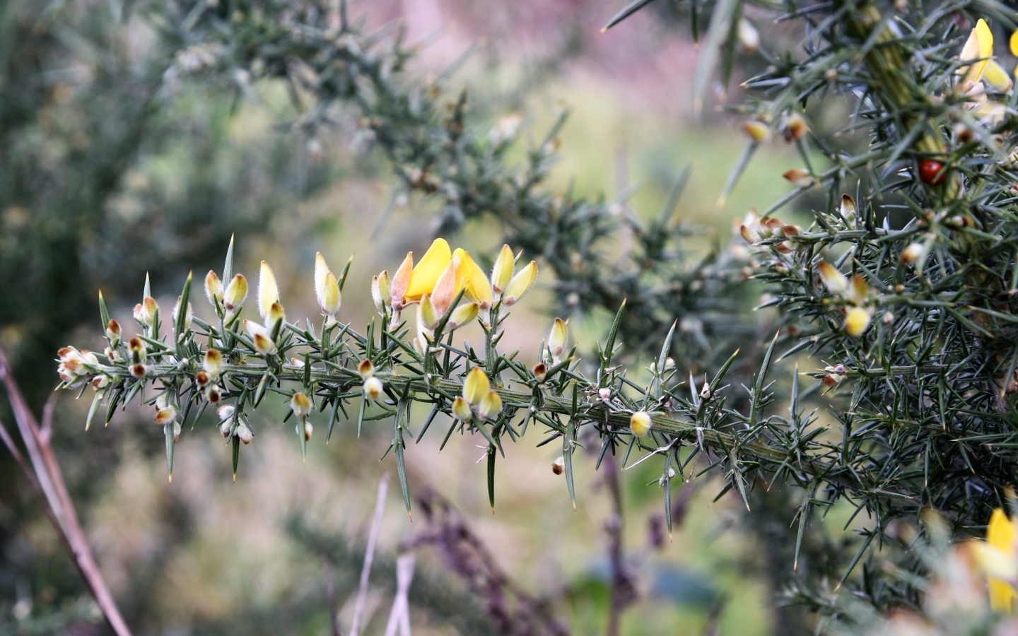 Желтые цветы на ветке хвойного дерева 