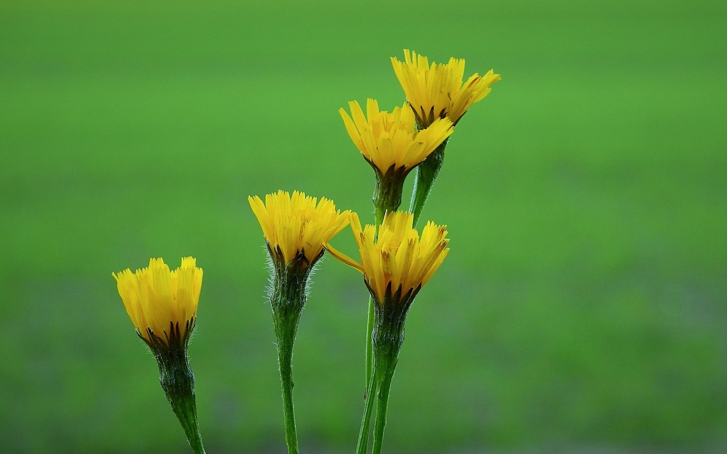 Желтые цветы молочая на зеленом фоне