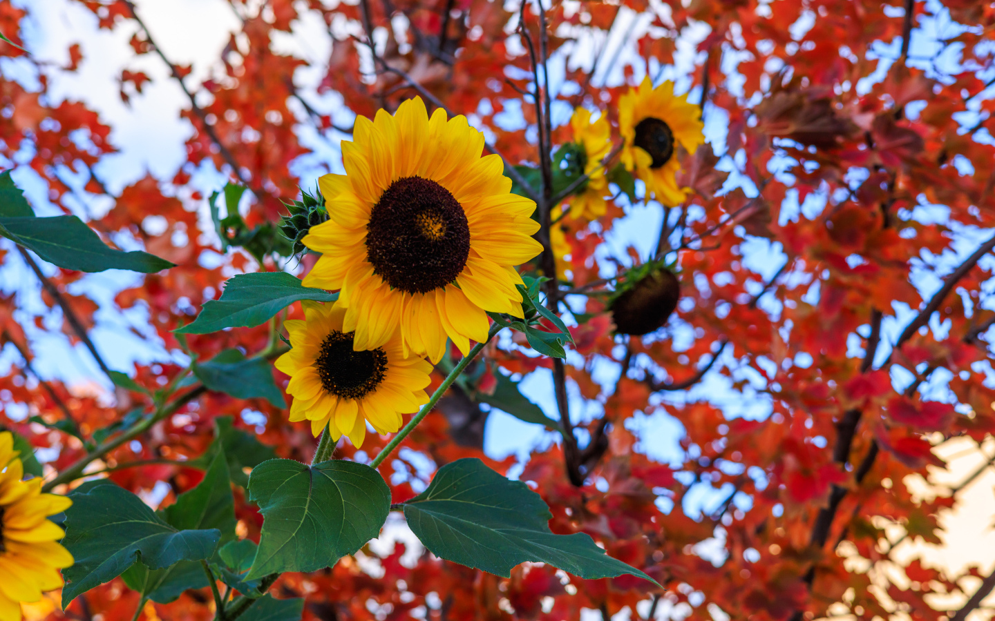 Желтые подсолнухи на фоне дерева с желтыми листьями