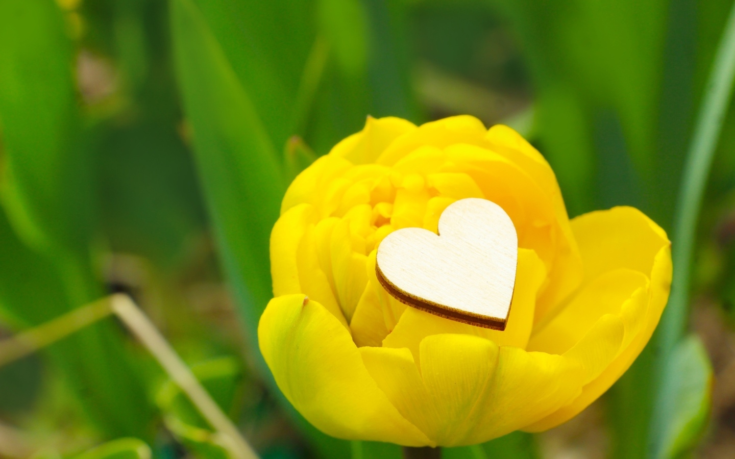 Желтый тюльпан с маленьким белым сердцем