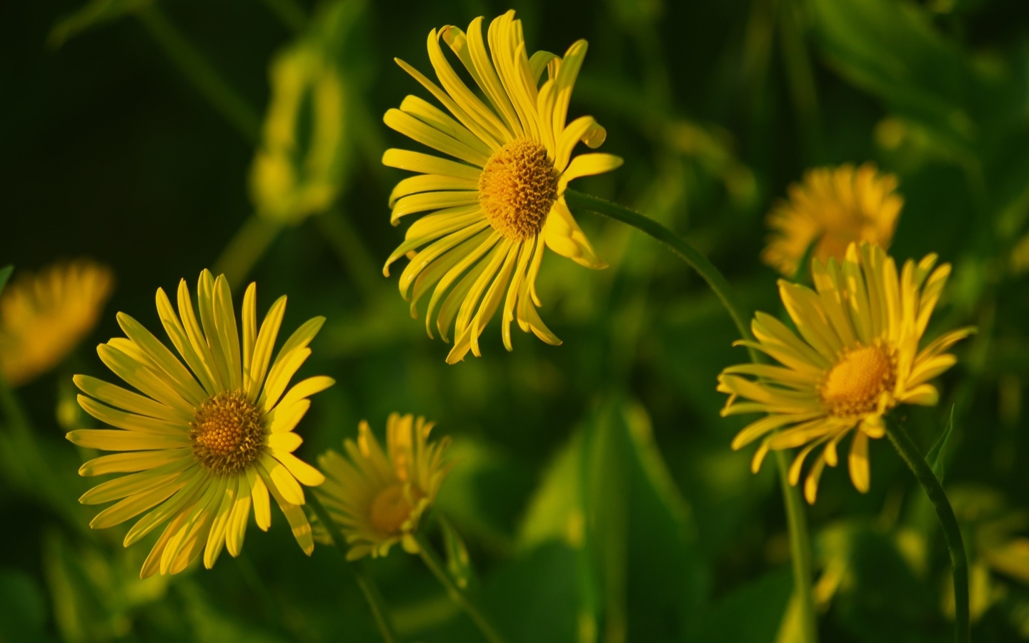 Желтые полевые цветы крупным планом