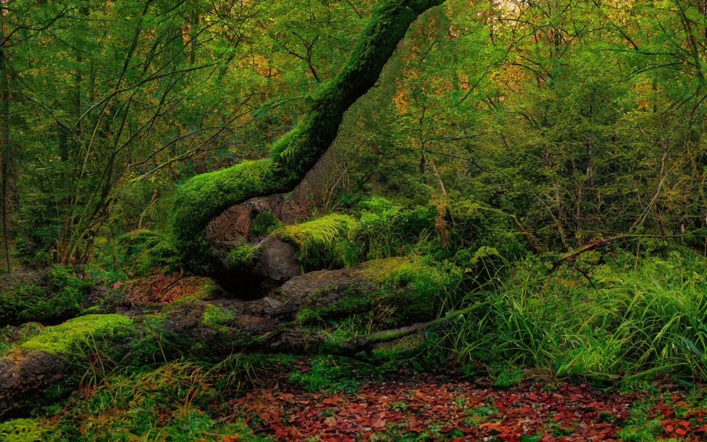 Покрытые зеленым мхом старые деревья в лесу