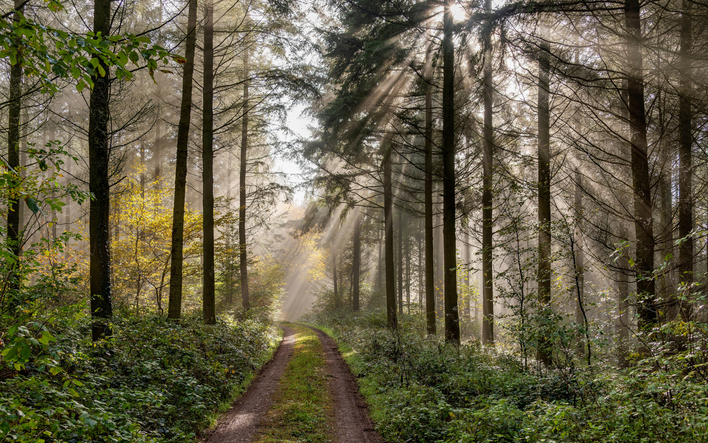 Солнце пробивается сквозь деревья в лесу у дороги