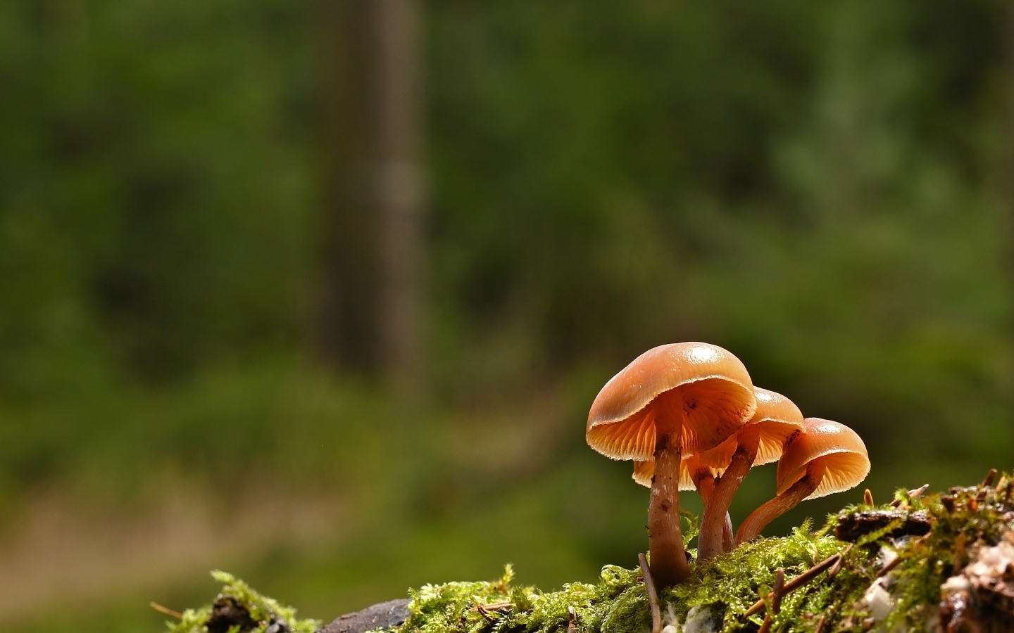 Пластинчатые грибы на покрытой мхом земле