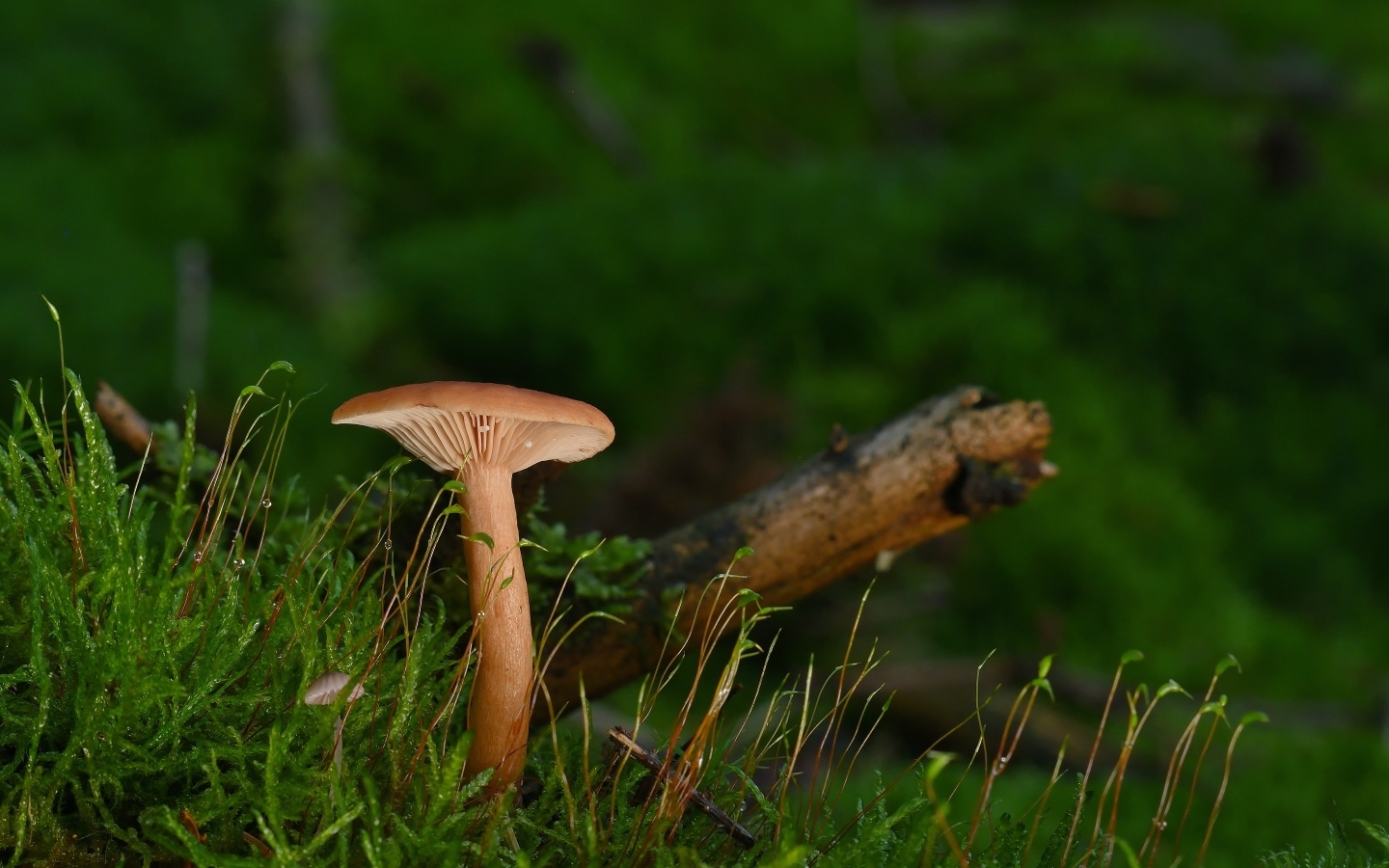Гриб в лесу на земле покрытой зеленым мхом