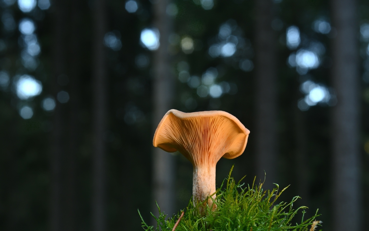 Гриб с зеленым мхом крупным планом