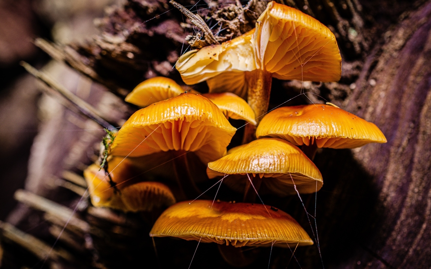 Грибы на старом сухом дереве