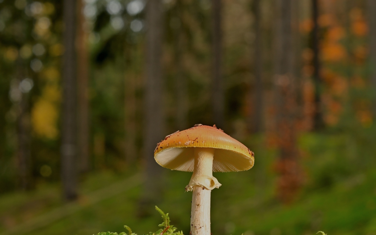 Оранжевый гриб растет в лесу