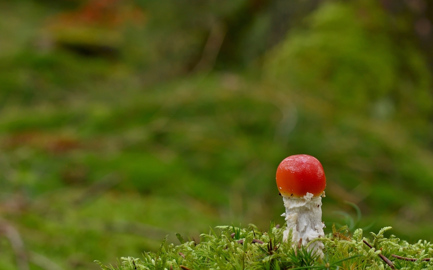 Маленький растущий гриб мухомор в лесу