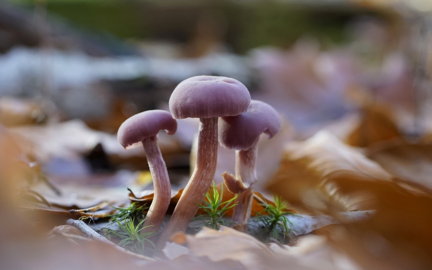 Маленькие грибы Лаковица аметистовая в листьях