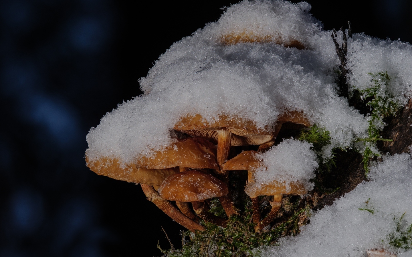 Маленькие грибы под снегом в лесу