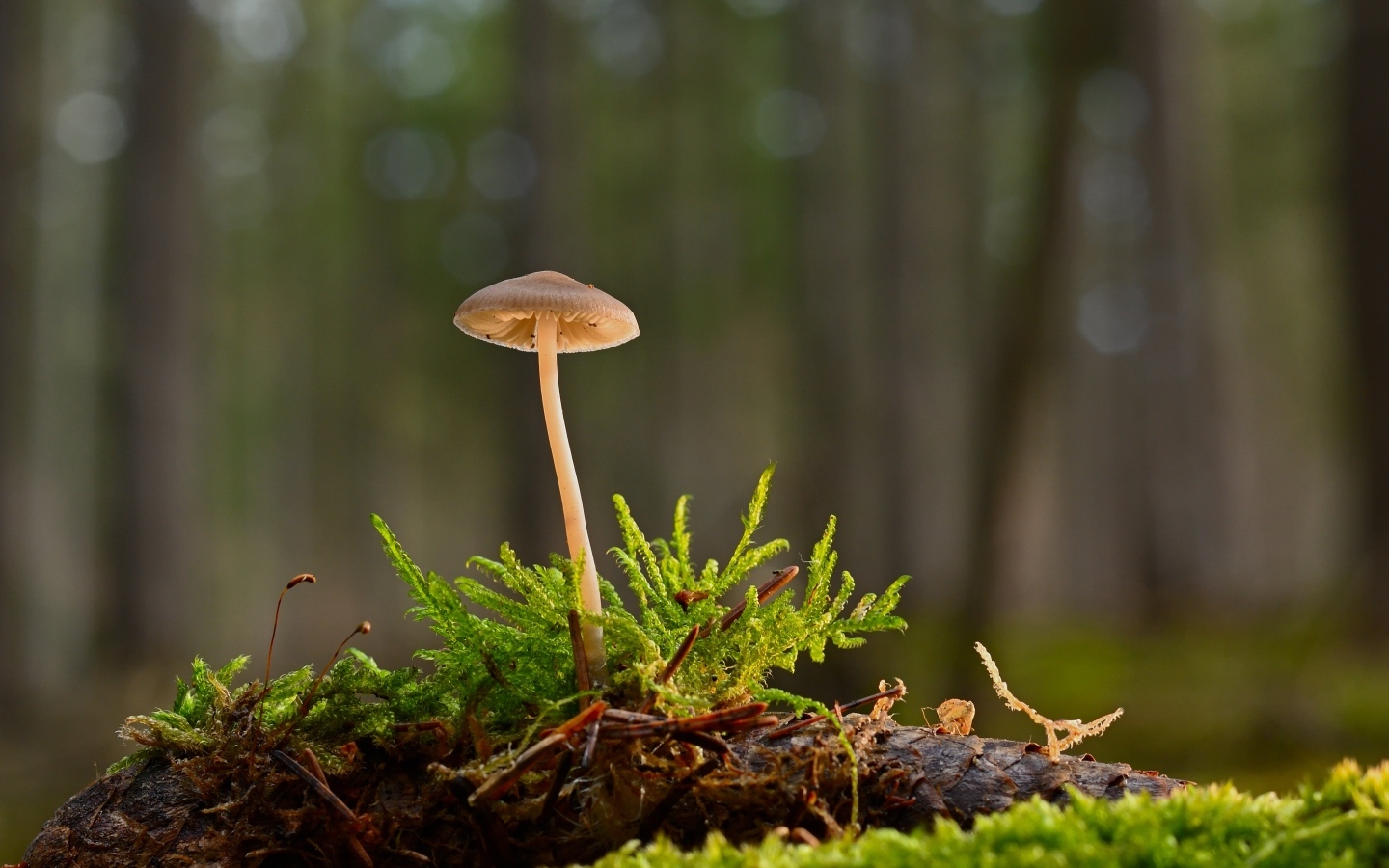 Маленький ядовитый гриб на покрытой мхом земле