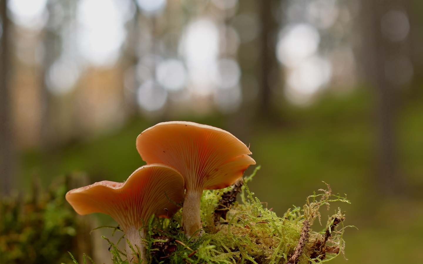 Два гриба рядом на покрытой мхом земле в лесу